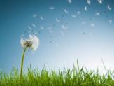 pollen2.jpg